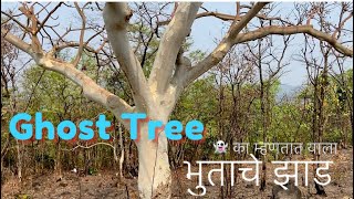 GhostTreeSterculia urens 👻 भुत्याचे झाड🧐wildlifeworldrammundhe2020 [upl. by Esile]