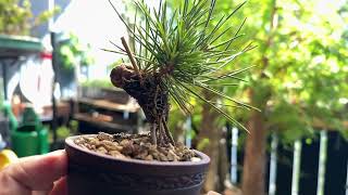 Patricia OConnor The Bonsai Balcony Mame JBP and fall pruning on deciduous conifers Part One [upl. by Ylyl]