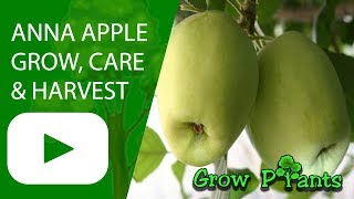 Anna apple  grow amp care [upl. by Donelu]