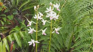 Anggrek Dipodium spesies kalimantan [upl. by Zonda]