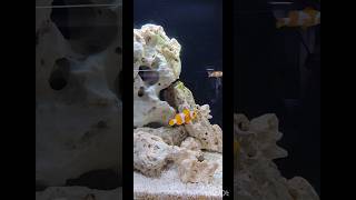 Aquarium shop near secendrabad aquarium homedecor fishtank music trendingshorts viralshorts [upl. by Levy]