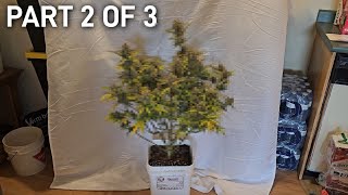 How to Grow  LST  Training Autoflowers Defoliation Par Settings How to Water Gigawatt Auto [upl. by Firman]