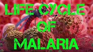 Life Cycle of Malaria Parasite Primary host Mosquito Secondary host Human Plasmodium vivax [upl. by Durstin]