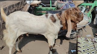 Totapari mewati Do dant Bakra JAMA Masjid 3112024 Jama masjid kabutar Market me Yusuf Bhai ke pass [upl. by Rondi381]