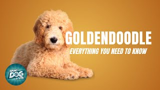 Goldendoodle Dog Breed Guide  Dogs 101  Goldendoodle Puppies to Adults [upl. by Hartnett993]