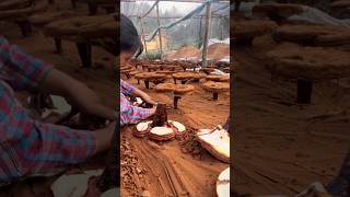 Beautiful REISHI Lingzhi Mushroom Harvesting satisfying RomFarm [upl. by Amie]