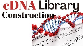 cDNA library construction and screening [upl. by Merrily]