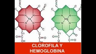 CLOROFILA Y HEMOGLOBINA ORIGEN COMUN CIENCIACONCIENCIACRITICA [upl. by Aztinaj906]