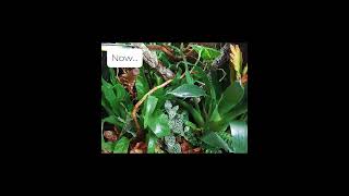 Unbelieveable Bio Active Jungle transformation  Crested Gecko crestedgecko bioactive liveplants [upl. by Nnyl]