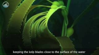 Underwater Kelp Forests [upl. by Cass415]