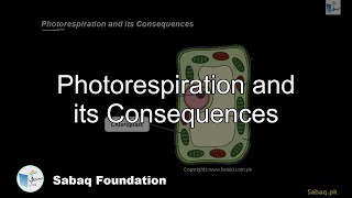 Photorespiration and its Consequences Biology Lecture  Sabaqpk [upl. by Euqinot493]