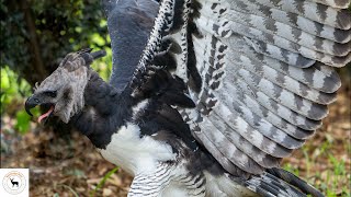 Harpy Eagle  The Majestic Sky Hunter [upl. by Hpsoj]