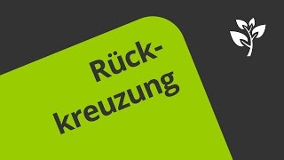 Rückkreuzung  Eine Erklärung  Biologie  Genetik [upl. by Ramyar126]