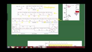 Biología 2 Bachillerato Tema 3  Los lípidos Ap 3 Lípidos insaponificables [upl. by Anirol168]