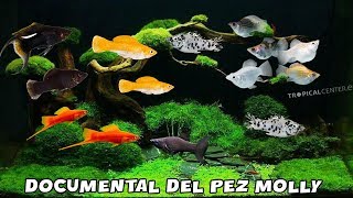 DOCUMENTAL del PEZ MOLLY  Reproduccion Alimentación Variedades y Cuidados  AcuariosLP [upl. by England]