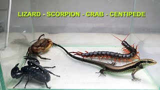 Scorpion Crab Centipede Lizard [upl. by Ladew]