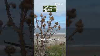 Strand von Domburg zeeland niederlande urlaub travel nature [upl. by Justinn]