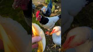 🍌 Bananaday for the bantams bantamchickens zwerghühner keepingchickens farming chickens huhn [upl. by Whiteley]