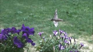 Convolvulus Hawk Moth in Franzensfeste [upl. by Earas]