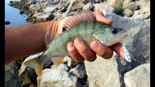 Micro Yemlerle Tatlı Su Levreği Avı  Perch Fishing With Micro Lures [upl. by Bitthia]