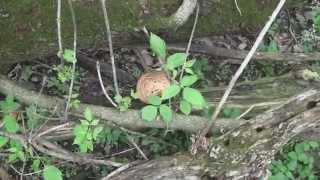 Strange Sound While Mushroom Hunting [upl. by Cralg]