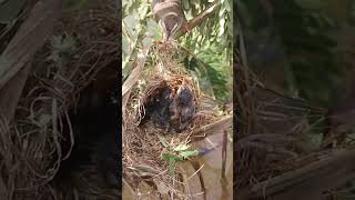 Moter Bird Eating In Nest birdwatching nature birdparents birdspotting birdslover birdwatch [upl. by Eilsek]