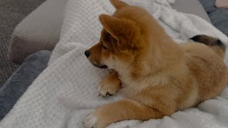 Puppy feels protected in lap dogs pets shorts youtubeshorts pet dog [upl. by Macomber775]