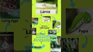 Sericulture definition science sericulture class7sciencequestionandanswer radhakrishna [upl. by Ajaj]