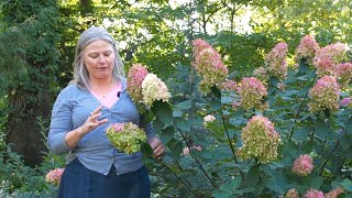 Comparing Proven Winners® Lime Hydrangeas  Fall Color Update [upl. by Lock584]