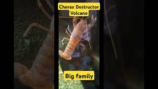 Cherax Destructor Volcano Big family Яббі Вулкан велика сімя [upl. by Vasyuta469]