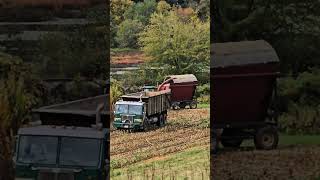 More cornhusking in Mansfield Connecticut [upl. by Fahland]