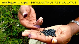 கரும்பூலா Phyllanthus reticulatus  Ink Palam  கருநெல்லி  Natural Hair dye [upl. by Ahsilahk]