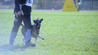 Schutzhund  Unleashed [upl. by Nonnag650]