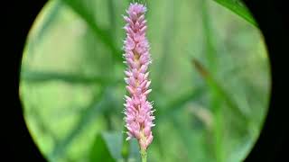 Persicaria amphibia Swamp Smartweed  The terrestrial form var emersa [upl. by Lalo]