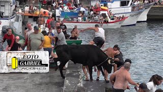 Tourada Porto de São Mateus 21822 Ganadeiro F HF AÇORES [upl. by Aun]