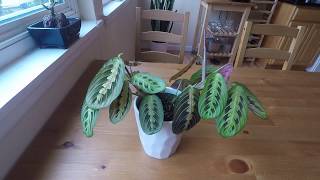 A Day in the Life of a Maranta [upl. by Phoebe849]