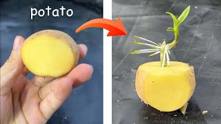 With just 1 potato orchids will grow roots 100 times faster [upl. by Gwenni]