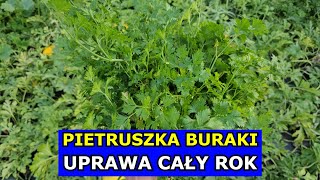 Uprawa Pietruszki Buraków PRZEZ CAŁY ROK Marchew Seler Pietruszka Zbiory Całoroczne infouprawa [upl. by Norraa]