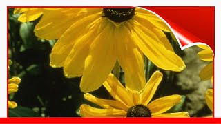 9 Great Varieties Of Rudbeckia 🛋️ [upl. by Aneek]