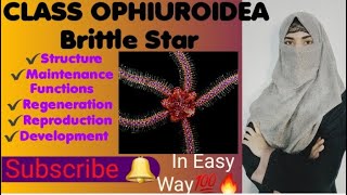 CLASS OPHIUROIDEA Brittle Starstructuremaintenance functionsregenerationreproduction [upl. by Birdie]