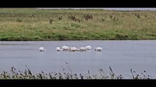 SPOONBILLS BIRDS [upl. by Drexler]