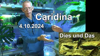 Zwerggarnelen Caridina Dies und Das zum Nachdenken und sehen was die Garnelen so machen [upl. by Quintina]