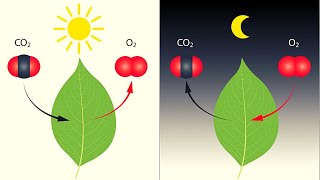 La FOTOSÍNTESIS explicada fases pigmentos ecuación y más🌱 [upl. by Boyden]