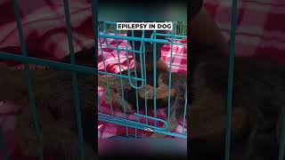 Epilepsy amp Seizure in a Dog epilepsy [upl. by Franzen]