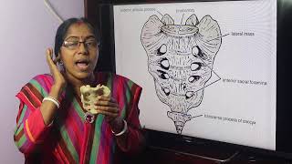 Lecture On Sacrum [upl. by Glennie]