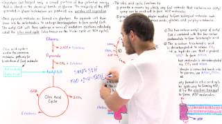 Introduction to Citric Acid Cycle [upl. by Atiuqad]