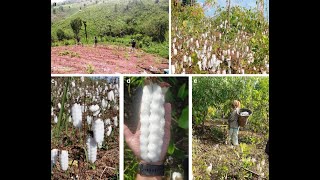 কুমিল্লা তুলা কি Cotton species native to Bangladesh [upl. by Naiditch]