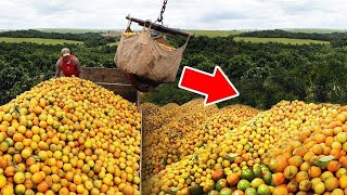 Eles Jogaram 12000 Toneladas De Cascas De Laranja Na Floresta 16 Anos Depois Viram Os Resultados [upl. by Assilev567]