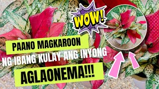 HOW TO MAKE YOUR AGLAONEMA MORE COLORFUL [upl. by Belia]