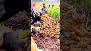 HighYield Ginger Harvest Tips for Maximum Productivity” [upl. by Nylteak]